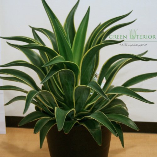 【Green Interior】アガベ アメリカーナ70cm プラポット