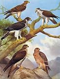 Eagles Hawks & Falcons Ayres Hawk Eagle African Eagle