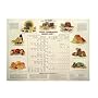 Food Combining Made Easy (Chart)