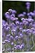 Canvas Prints of Verbena bonariensis from Royal Horticultural Society