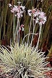 Society Garlic 20 Seeds/Seed - Indoor Garlic -Tulbaghia