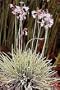 Society Garlic 20 Seeds - Indoor Garlic -Tulbaghia-Herb