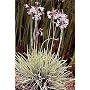 Society Garlic 20 Seeds