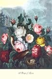 Art Poster, Roses - Temple of Flora - 20x30