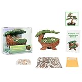 51UFb1YlTML. SL160  Bonsai Babyland   Miniature Elm Kit. Grow Bonsai Trees from seed with this exclusive and unique Bonsai Babyland planter.