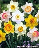 Sunshine Narcissus Mix 50 Bulbs-Deer & Rodent Resistant