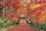 パズルの超達人 2016ピース 紅葉の参道 光明寺-京都 23-542