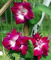 Sunrise Serenade Morning Glory 10 Seeds - OLD HEIRLOOM!