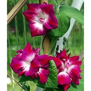 Sunrise Serenade Morning Glory 10 Seeds – OLD HEIRLOOM!