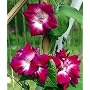 Sunrise Serenade Morning Glory 10 Seeds - OLD HEIRLOOM!