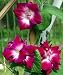 Sunrise Serenade Morning Glory 10 Seeds - OLD HEIRLOOM!