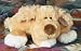 golden retriever - Plush Kennel Klub Kasey 12