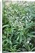 Canvas Prints of APP-4662 Lemon Verbena from Ardea Wildlife Pets
