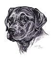 Original Labrador Retriever hand drawing