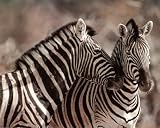 Kissing Zebras in the Wild Animal Poster - 13x19