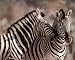 Kissing Zebras in the Wild Animal Poster - 13x19
