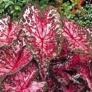 Caladium flowers for shade