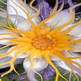 Bali Dream Flower Design Protective Skin Decal Sticker for Nokia C6-01 Cell ....