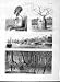 1875 Congo King Plenty Baobab Tree Punta Mangrove Swamp