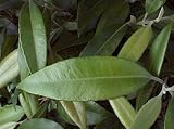 Review Alternative Health & Herbs Remedies  / Alternative Health & Herbs Remedies Lemon Myrtle Tea, Co, Caffeine Free, Loose Leaf, 4-Ounce. Bags (Pack of 6)