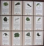 Culinary Herb Set - 12 Seed Needs Envelopes