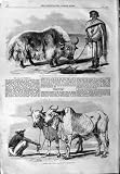 1859 YAK TIBET FOX GUZERAT OXEN ANIMALS ANTIQUE PRINT