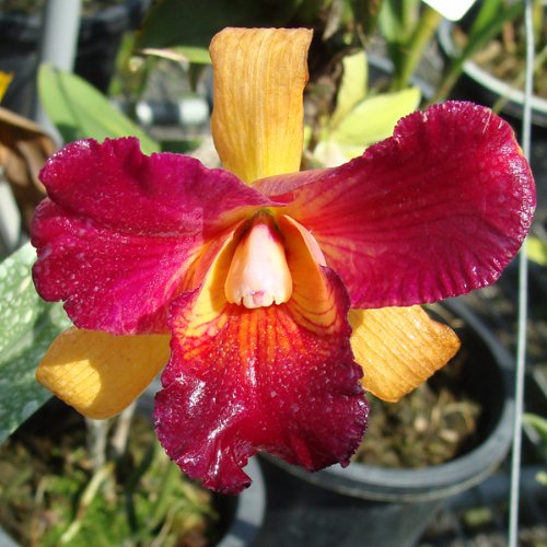 Orchid Master 