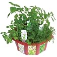 Discounts DuneCraft Dome Terrariums Herbal Teas