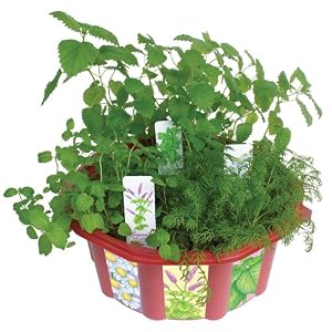 indoor terrariums