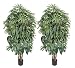 TWO 7' Pre-Potted Raphis Artificial Silk Trees