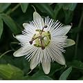 Passion flower 'Constance Elliott' climber - 1 plant