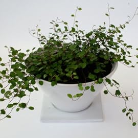 【Vita】観葉植物 ワイヤープランツ　シャープカラードポット(ホワイト)