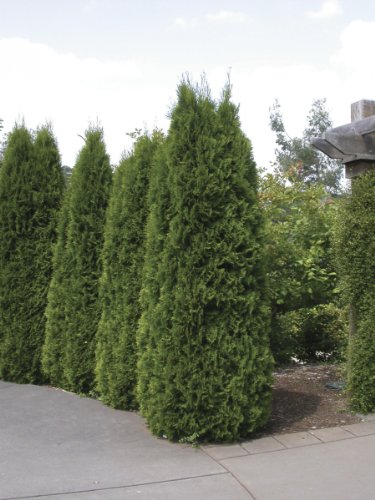 Thuja Thuja