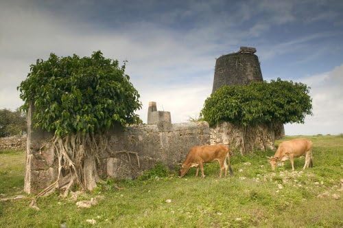 Wallmonkeys WM187510 French West Indies (fwi)-guadaloupe-marie-galante Island-grand-bourg Area: habitation Roussell-ruins of Old Sugar Cane Plantation Peel and Stick Wall Decals (24 in W x 16 in H)