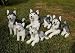 Toys : Husky (lying) 10in Animal Puppet (P84027)