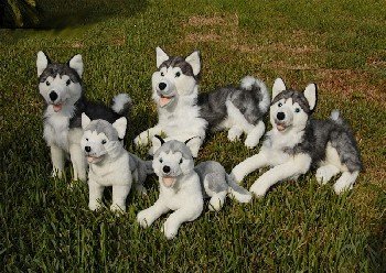 Childrens Toyshop  Toys : Husky (sitting) 10in Animal Puppet (P84028)
