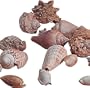 Assorted Sea Shells Per Lb