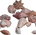 Assorted Sea Shells Per Lb