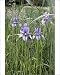 Photographic Prints of Siberian Iris - found in the black peaty soil from Ardea Wildlife Pets