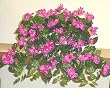 24" Bougainvillea Ledge Garden (magenta)