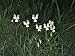 Johnny-Jump-Up Flowers Growing in the Forest (Viola Tricolor) Photographic Poster Print by M. Giovanoli, 40x30