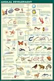 Feenixx - Animal Development Poster - Laminated