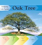 Oak Tree (Looking at Life Cycles)
