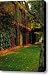 Beautiful Ivy Wall Canvas Print / Canvas Art - Artist Torkomian Photography