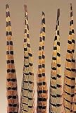 Ringneck Pheasant Feathers 20-22"