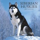 Siberian Huskies 2009 Wall Calendar 12 X 12