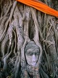 51UMrR3hzUL. SL160  Head of Buddha Set in Base of Tree at Wat  Mahathat, Ayuthaya, Thailand Photographic Poster Print by Juliet Coombe, 36x48
