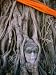 Head of Buddha Set in Base of Tree at Wat (Temple) Mahathat, Ayuthaya, Thailand Religion Philosophy Photographic Poster Print by Juliet Coombe, 24x32 51UMrR3hzUL. SL75 Head of Buddha Set in Base of Tree at Wat (Temple) Mahathat, Ayuthaya, Thailand Religion Philosophy Photographic Poster Print by Juliet Coombe, 24x32