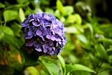 Hydrangea Flowers, Blue, Wholesale Box of 20