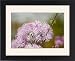 Framed Prints of Meadow rue (Thalictrum aquilegifolium) from Science Photo Library